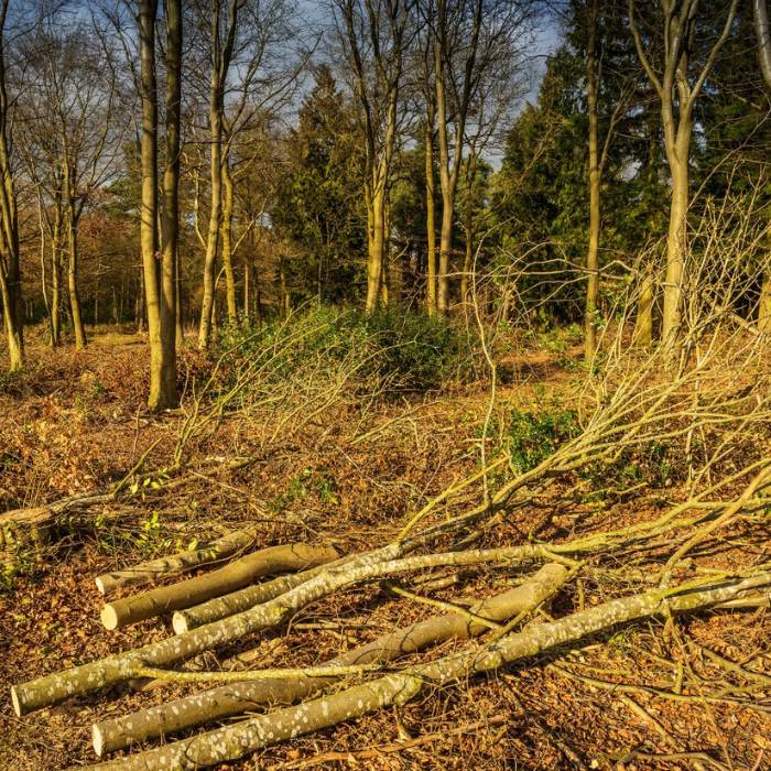 Lujanen Holz2 (1)