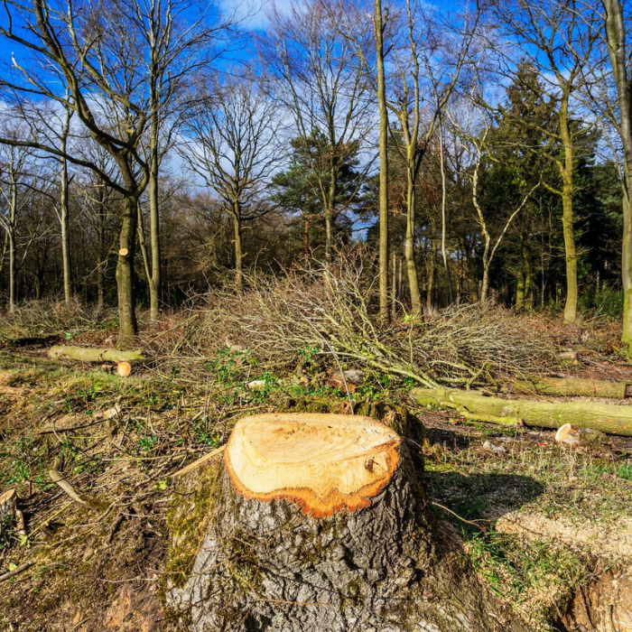 Lujanen Holz2