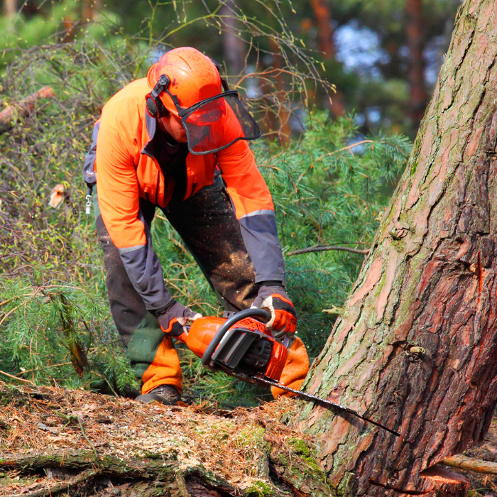 Lujanen Holz2 (8)